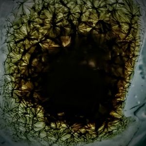 Meet your Posher, Winston